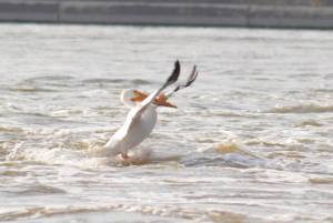 Birds on the Mississippi