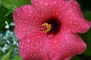 Fort Worth Botanic Garden